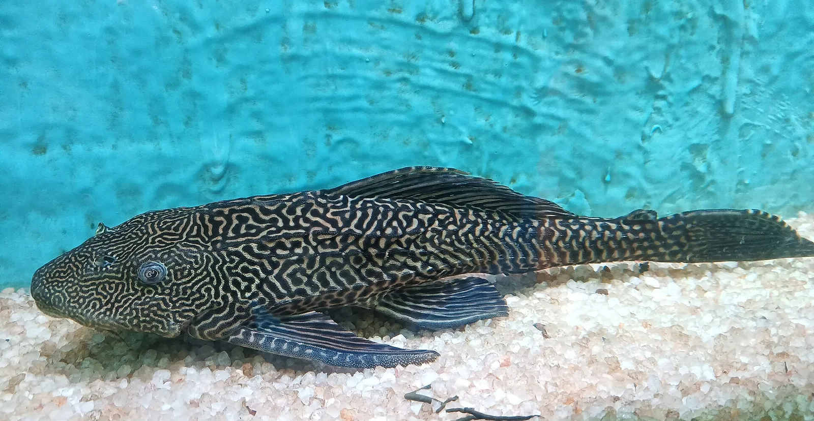 Common pleco (Hypostomus plecostomus)