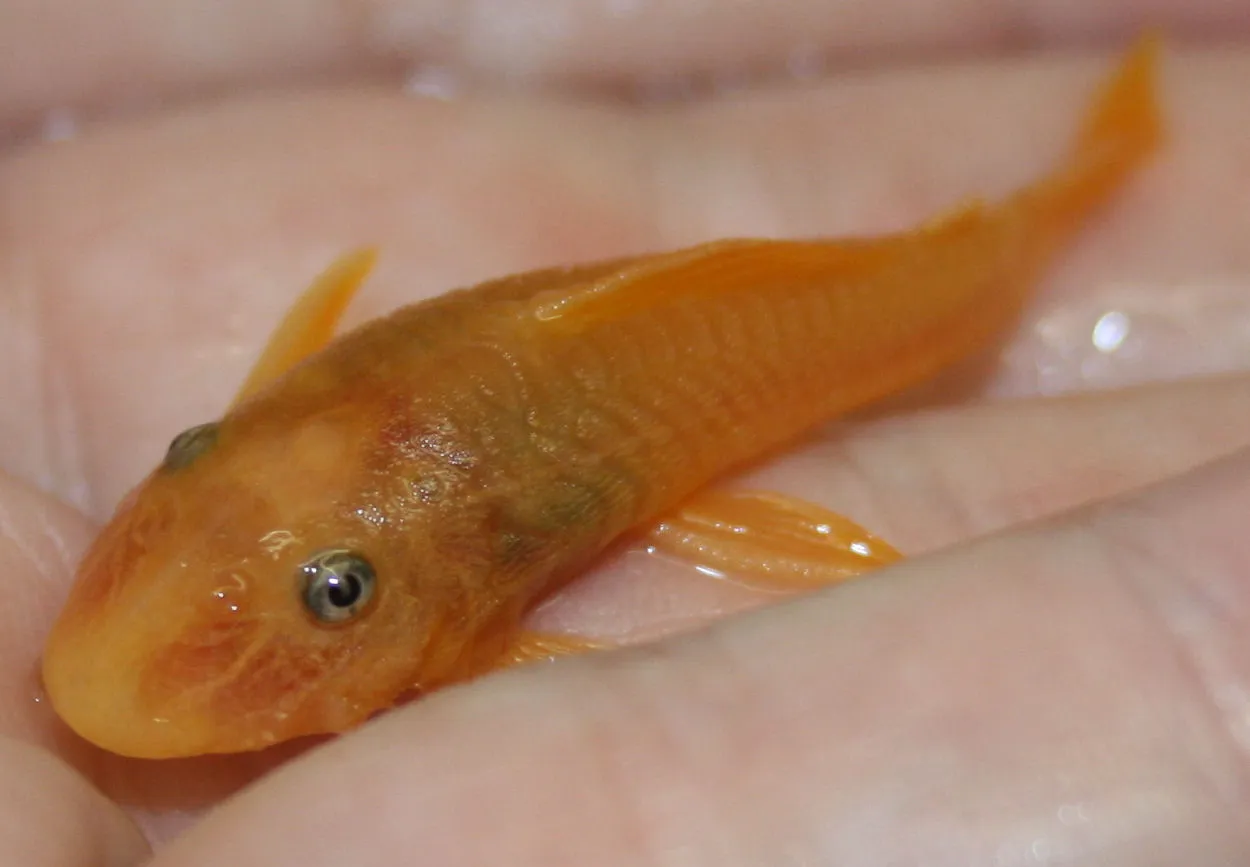 Spotted pleco (Hypostomus punctatus)
