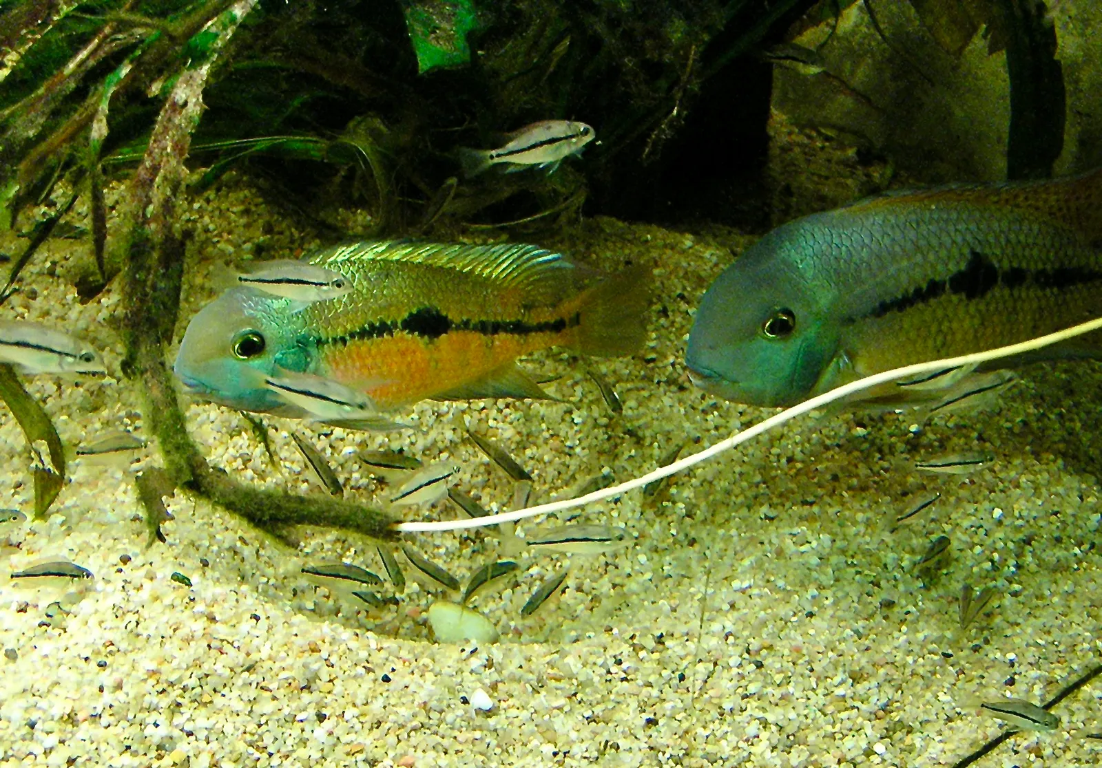 Nicaragua cichlid (Hypsophrys nicaraguensis)