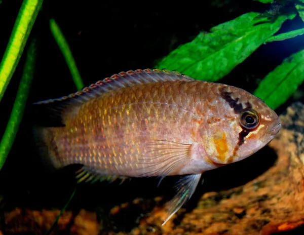 Zebra acara (Ivanacara adoketa)