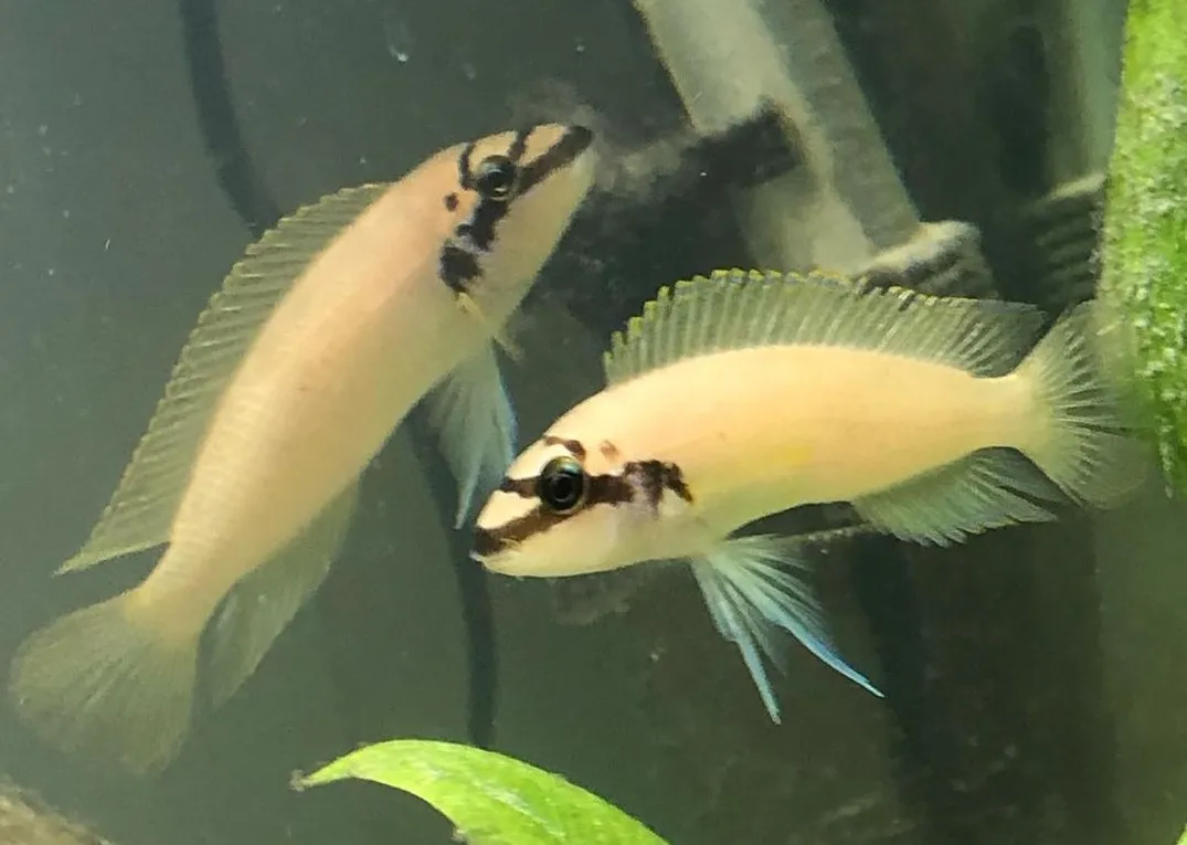 Julidochromis brichardi