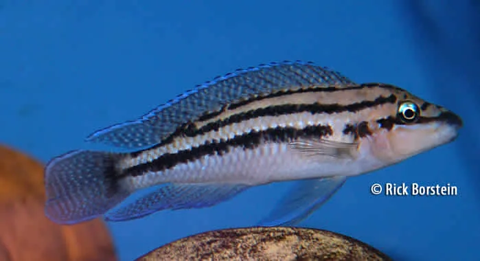 Julidochromis dickfeldi