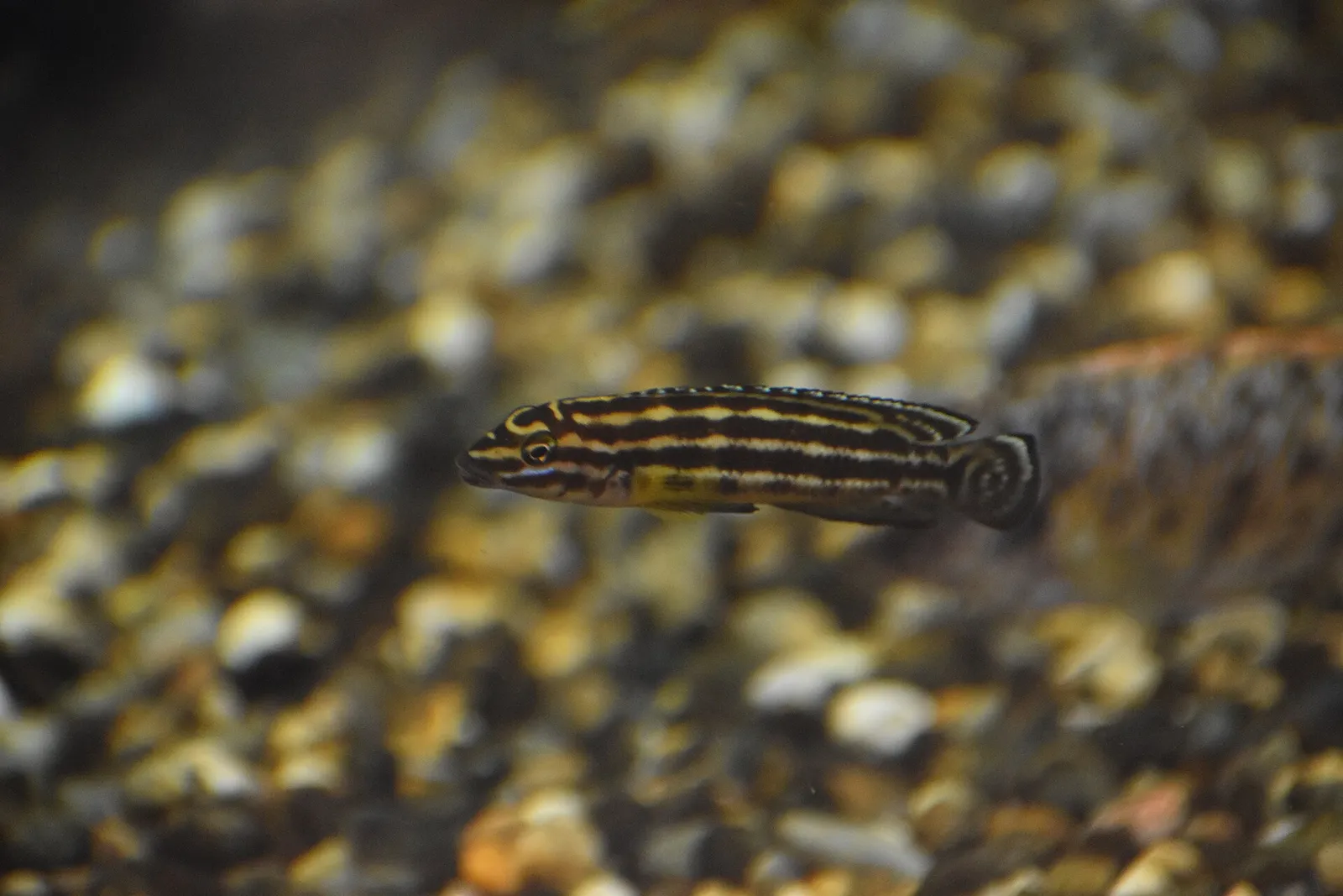Marlier's julie (Julidochromis marlieri)