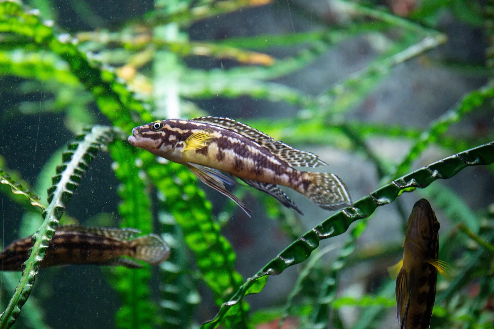 Marlier's julie (Julidochromis marlieri)