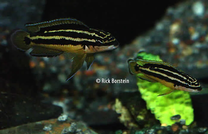 Julidochromis ornatus