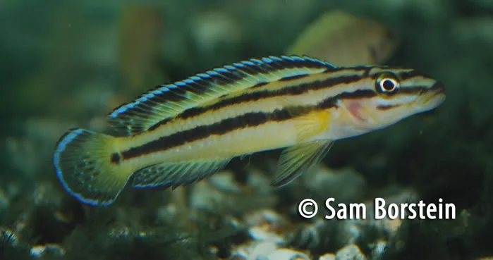 Julidochromis regani