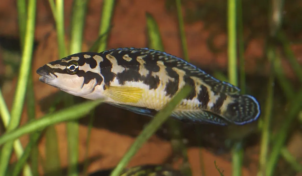 Masked julie (Julidochromis transcriptus)