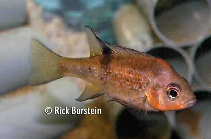 Katria katria