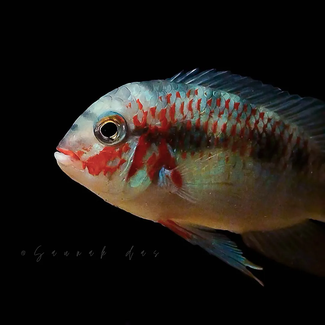 Krobia xinguensis
