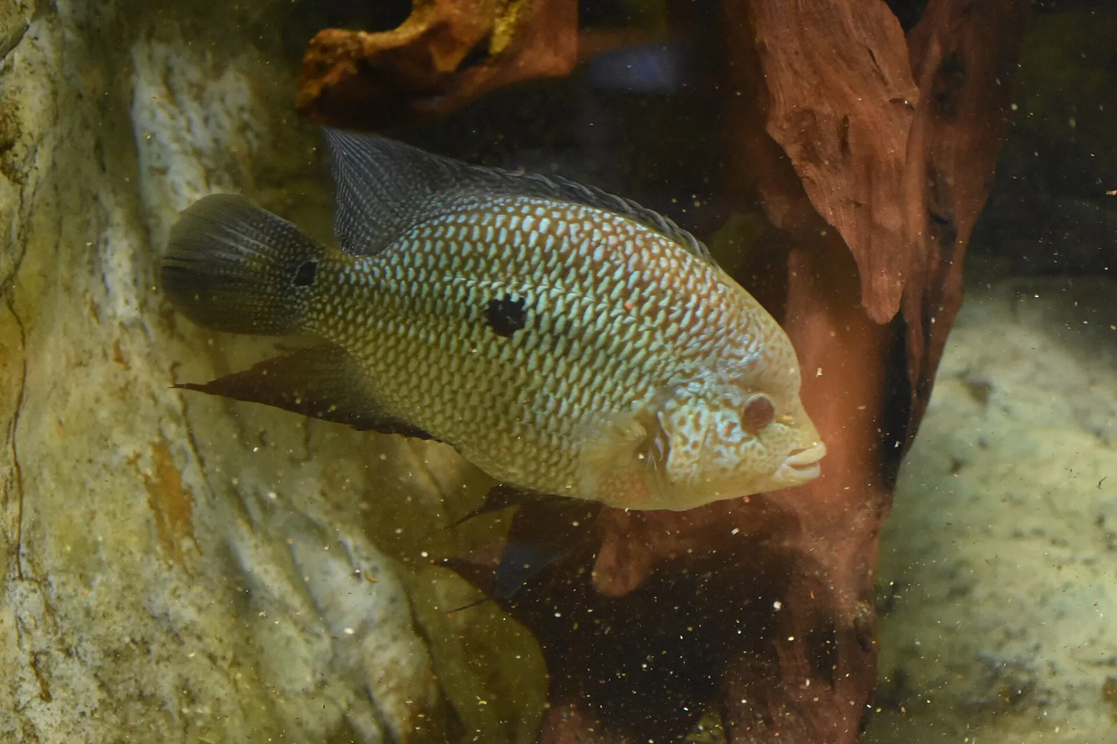 Umbee cichlid (Kronoheros umbriferus)