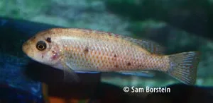 Labeotropheus trewavasae Female