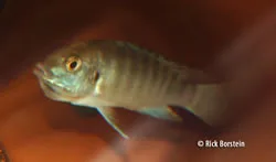 Labidochromis caereuleus Lundo Female