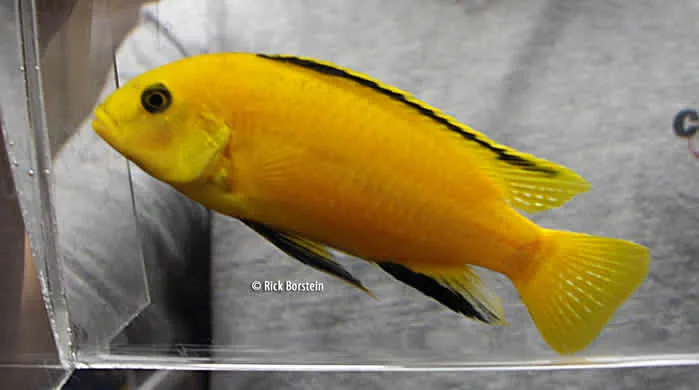 Labdiochromis caereuleus