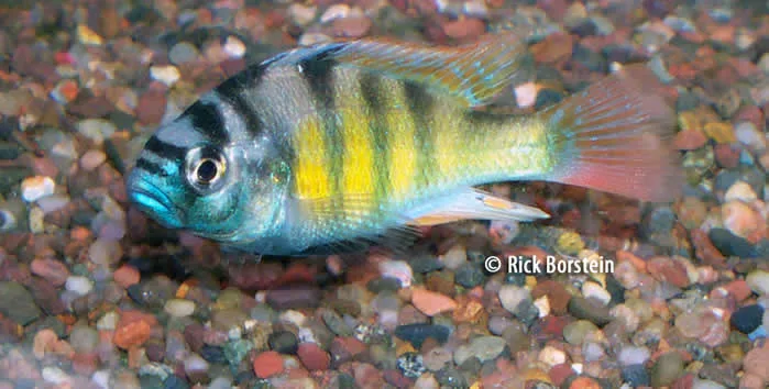Haplochromis ishmaeli