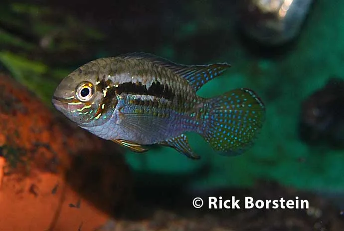 Laetacara araguaiae Male