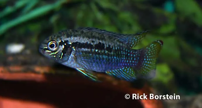 Laetacara araguaiae Female