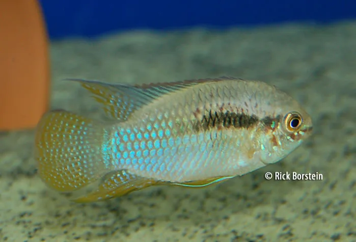 Laetacara curviceps.