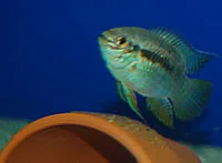 Laetacara curviceps guarding eggs