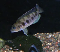 Lepidiolamprologus hecquii. Female in typical nose down position guarding fry.