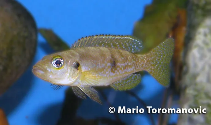 Lepidiolamprologus sp. Meeli Kipili - Namansi
