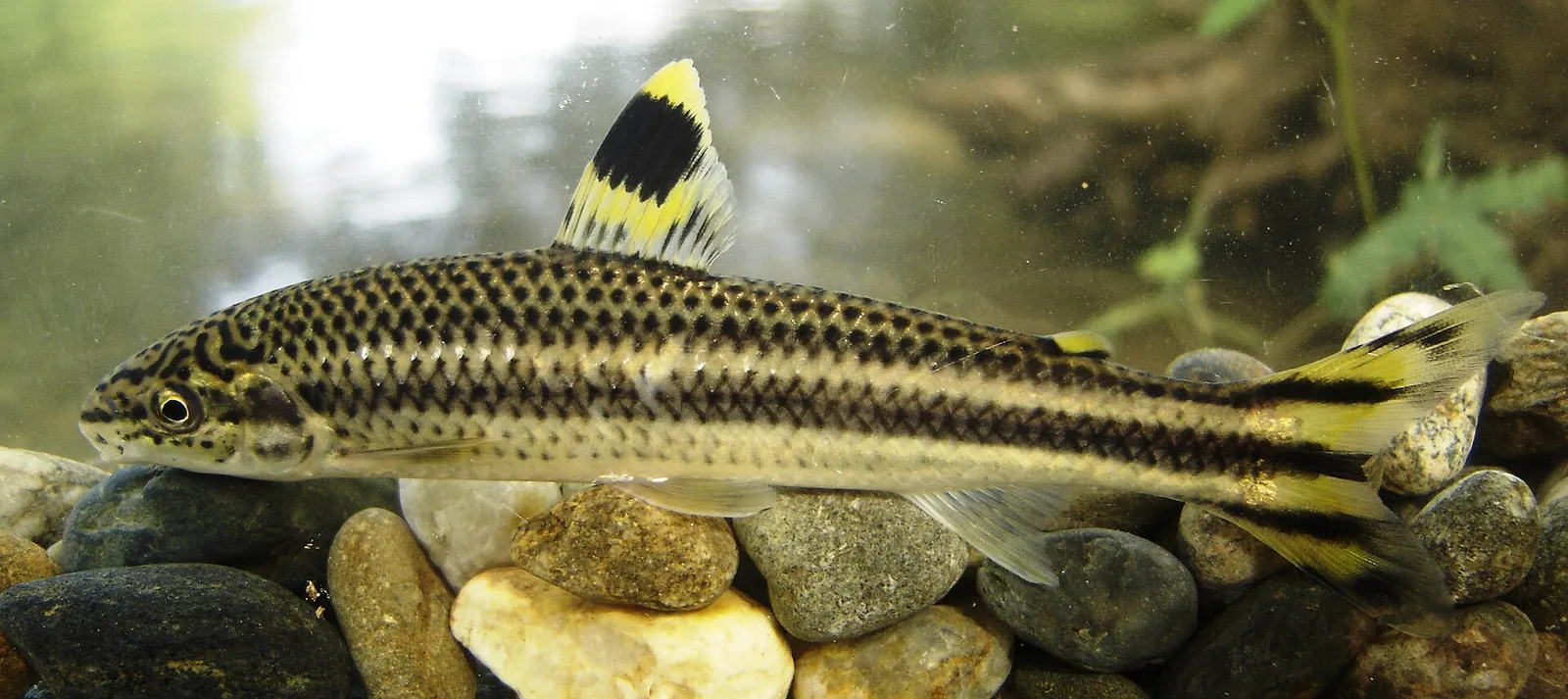 Yellow rabbit characin (Leporellus vittatus)
