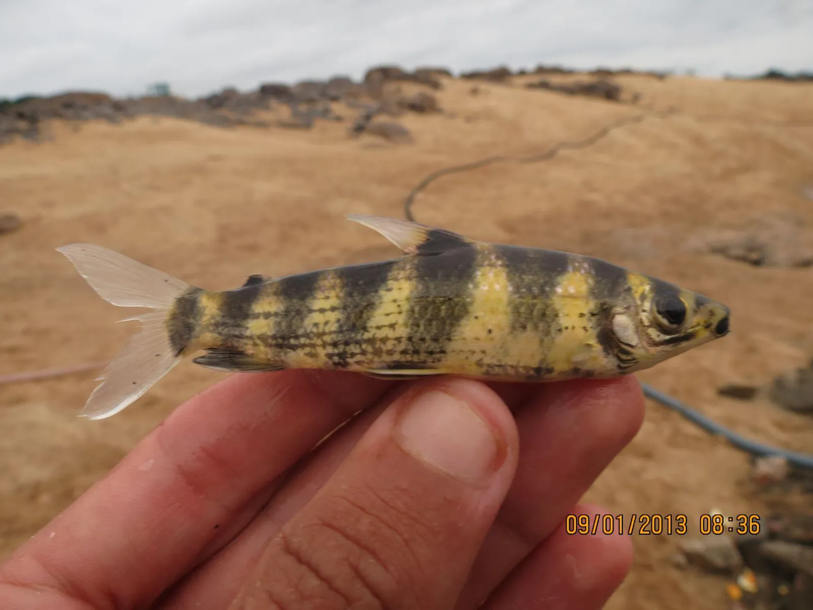 Leporinus desmotes