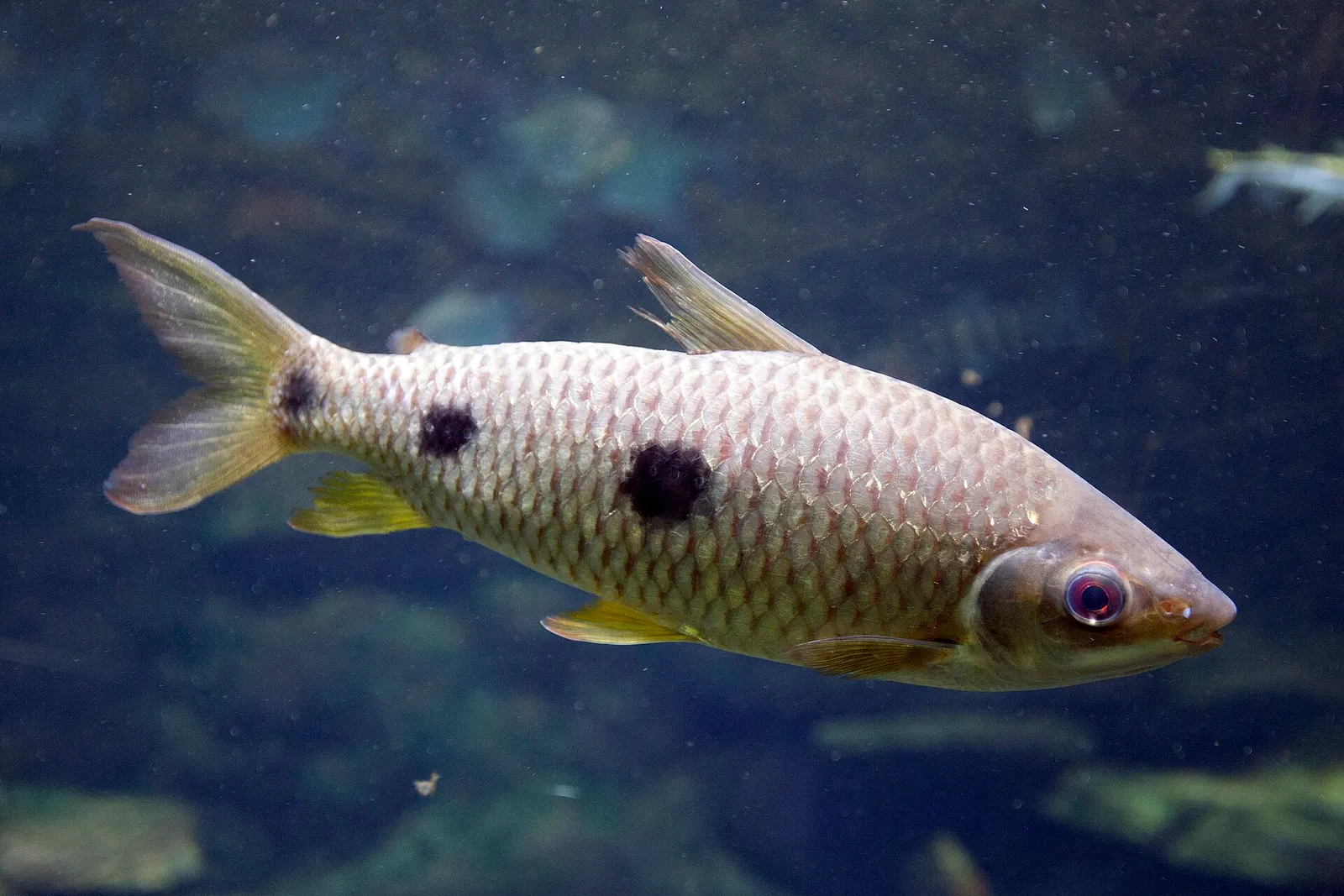 Threespot leporinus (Leporinus friderici)