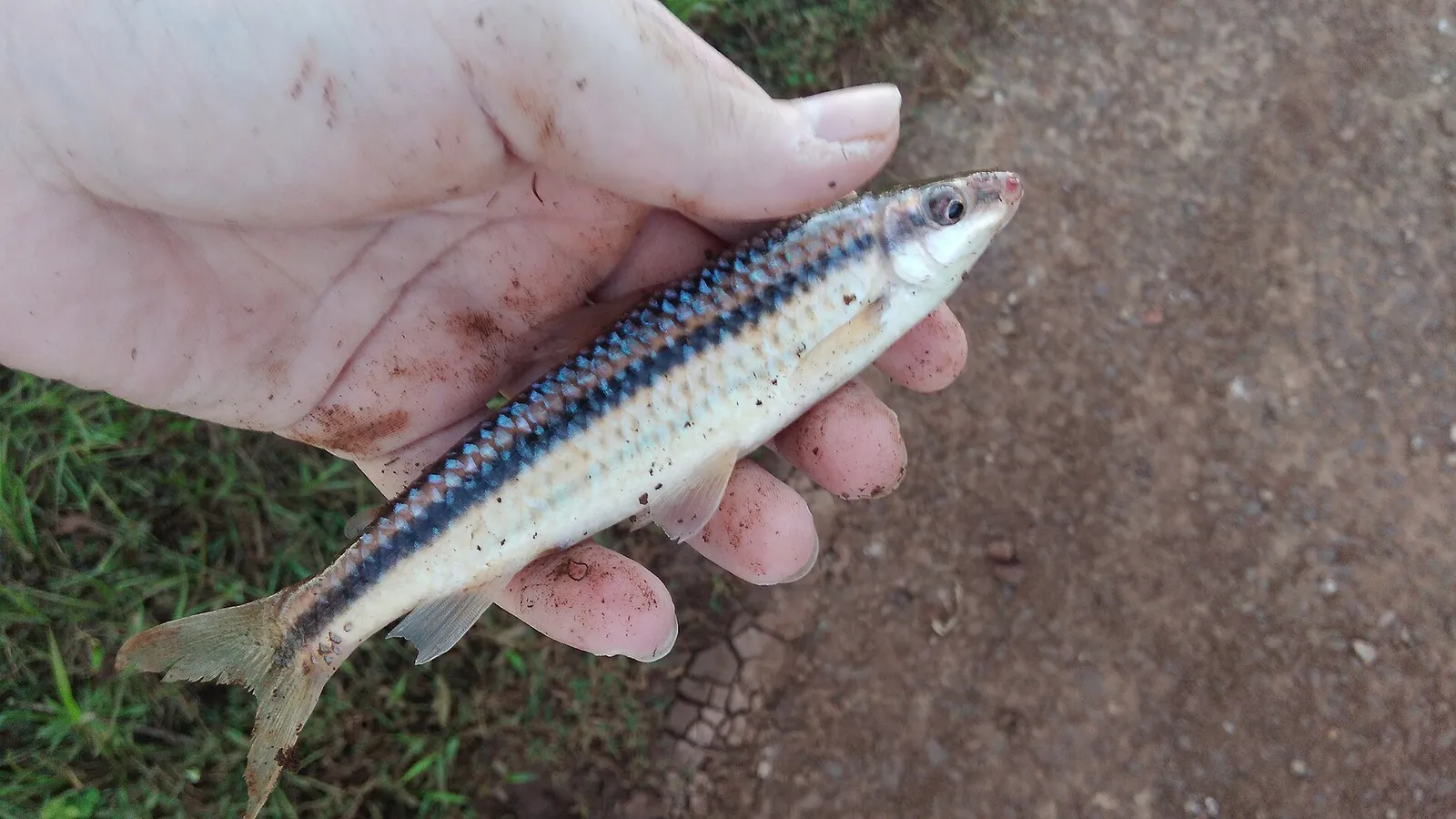 Striped headstander (Leporinus striatus)