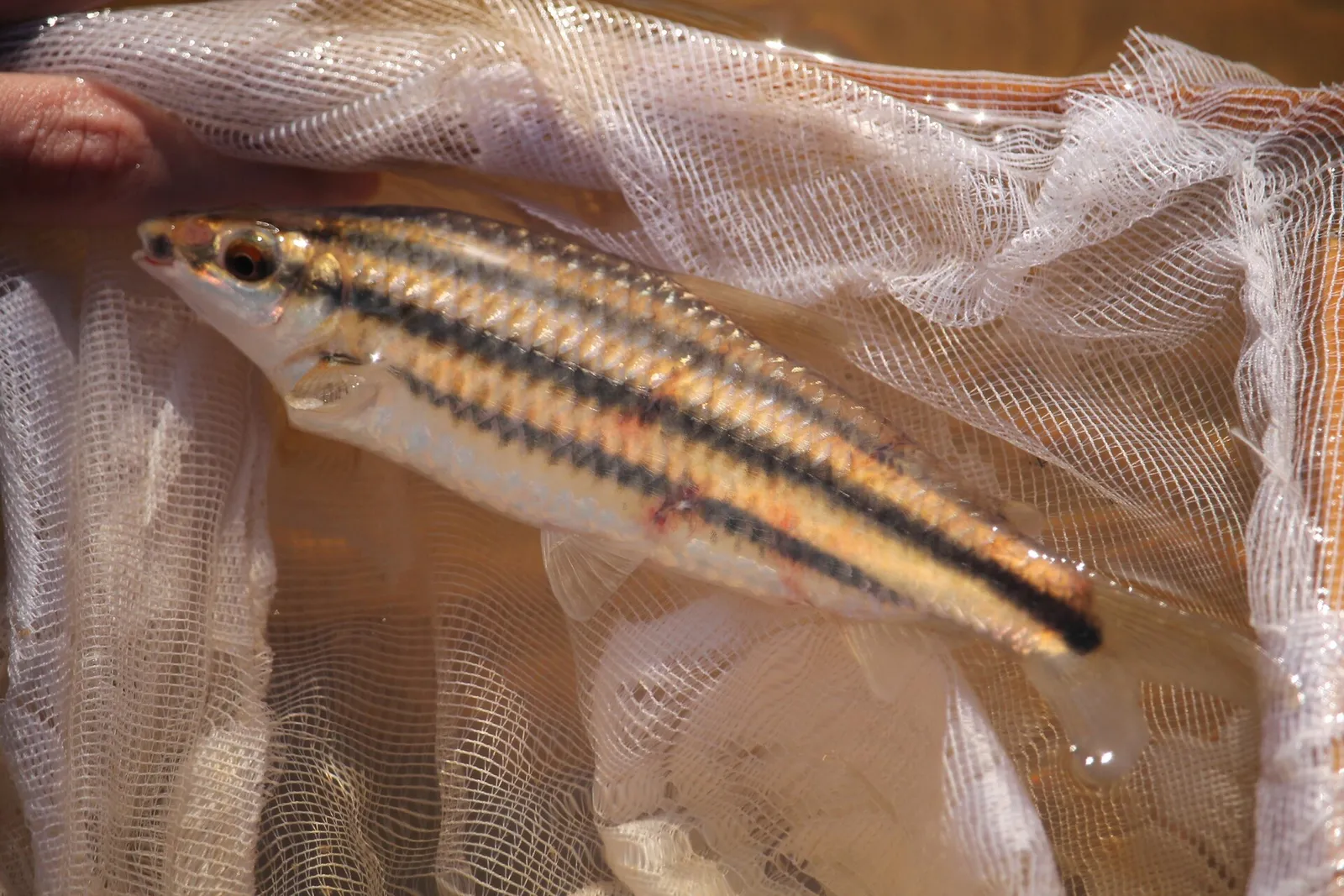 Striped headstander (Leporinus striatus)
