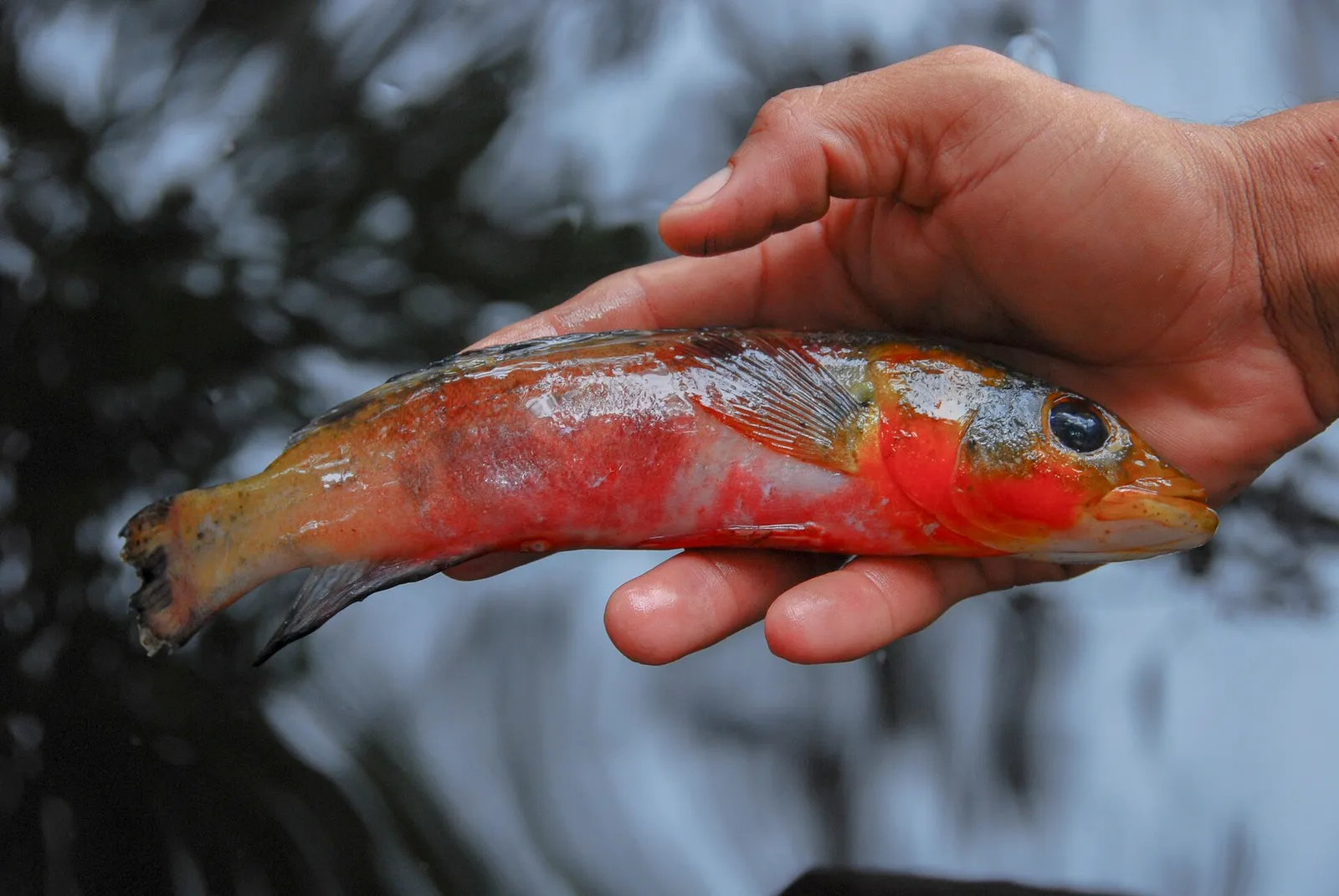 Lugubria lugubris