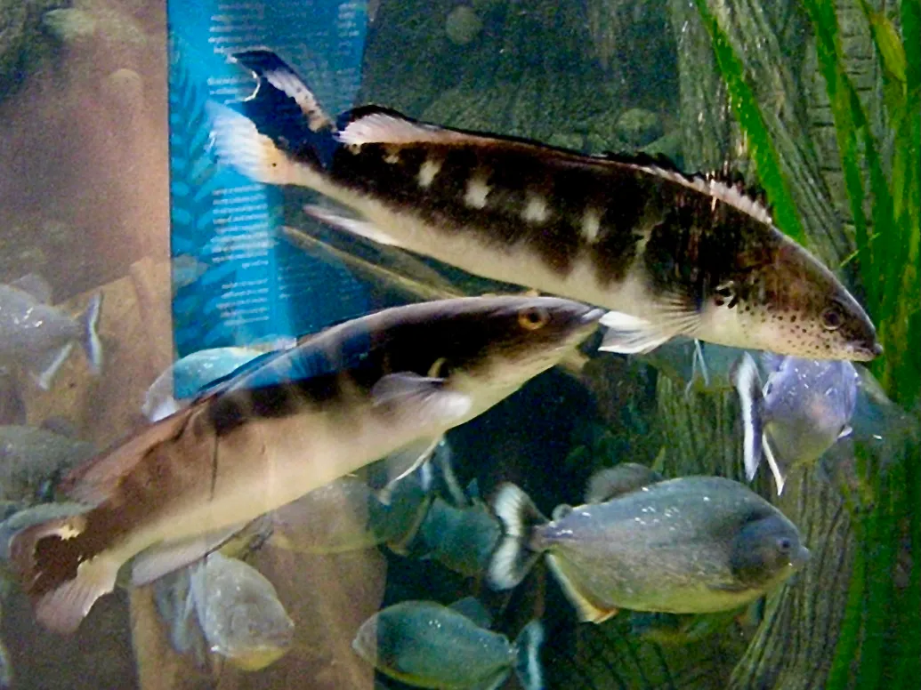 Marbled pike cichlid (Lugubria marmorata)