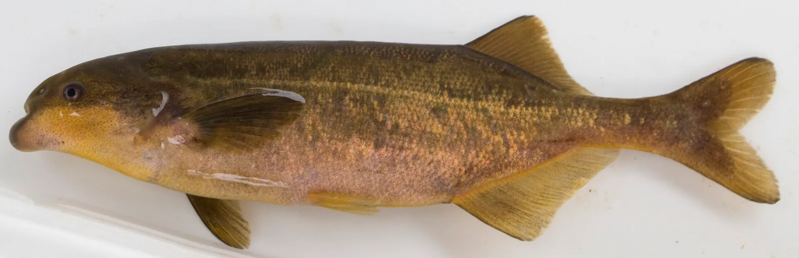 Southern bulldog (Marcusenius pongolensis)