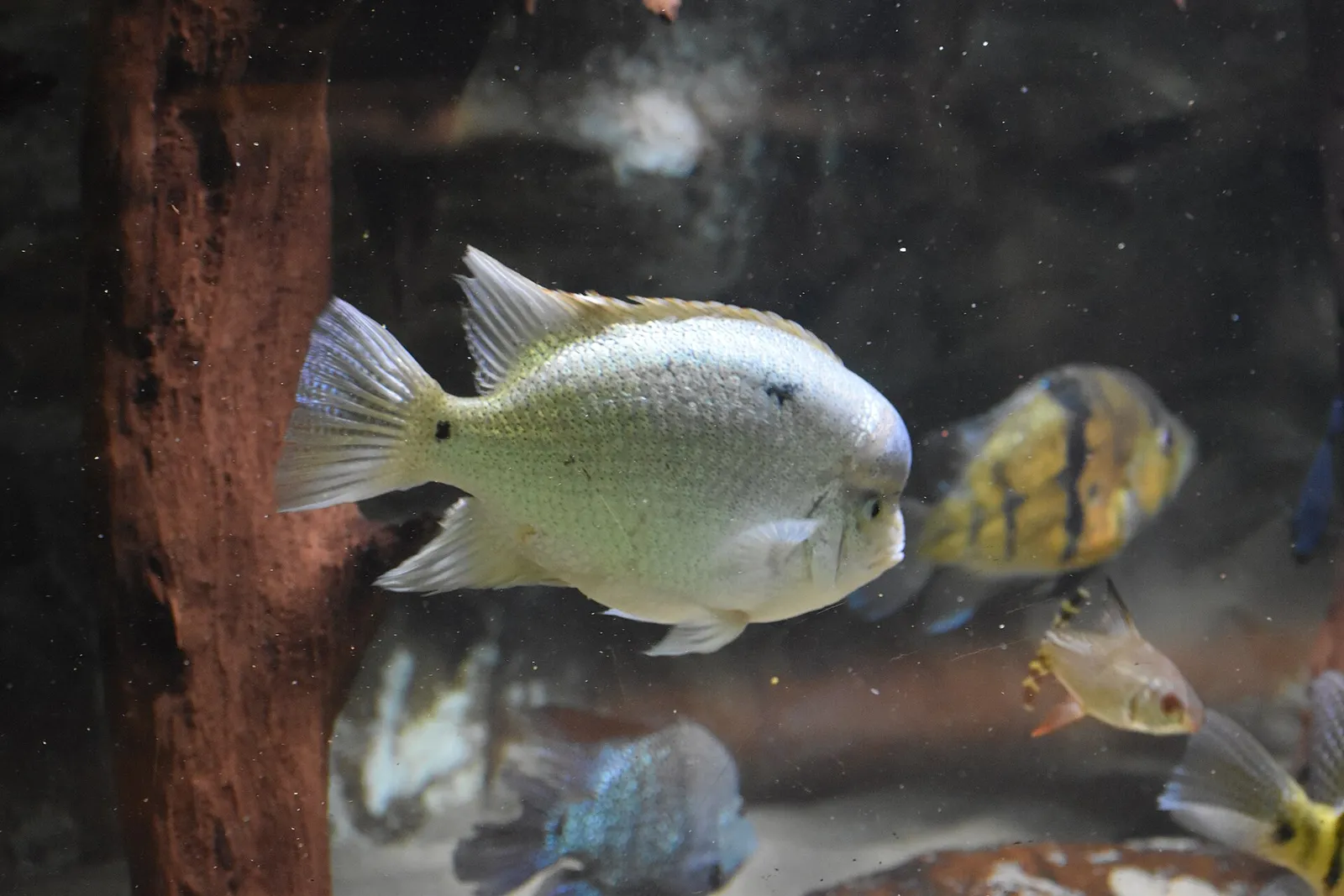 White cichlid (Maskaheros argenteus)