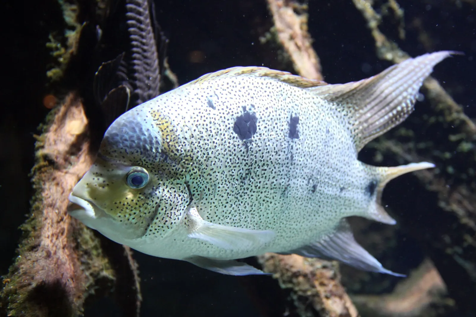 White cichlid (Maskaheros argenteus)