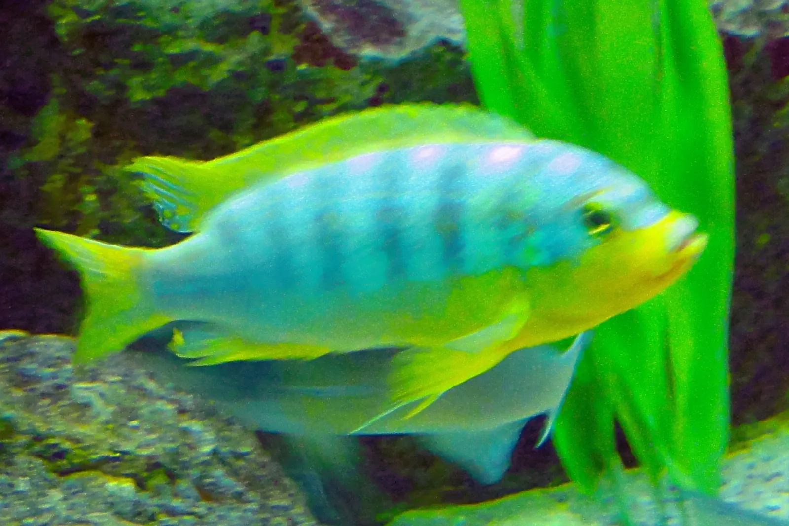 Metriaclima aurora (Maylandia aurora)