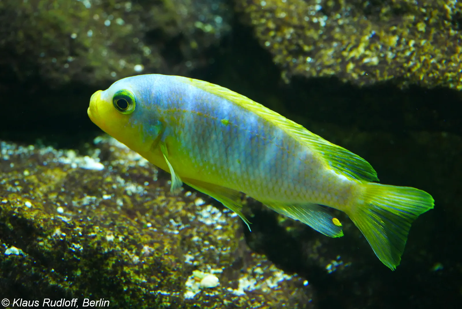 Metriaclima aurora (Maylandia aurora)