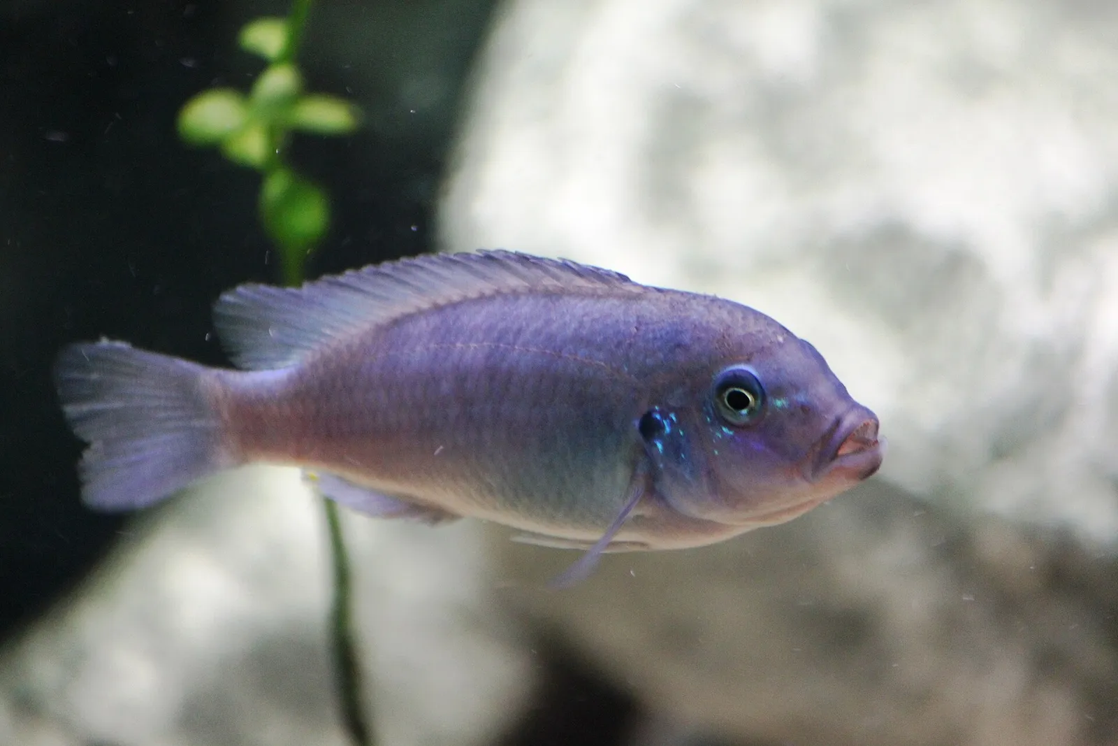 Cobalt zebra cichlid (Maylandia callainos)