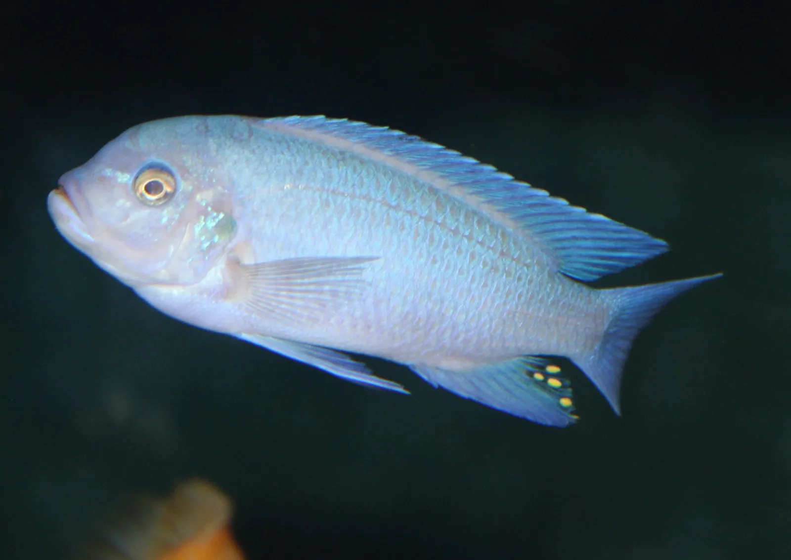 Cobalt zebra cichlid (Maylandia callainos)