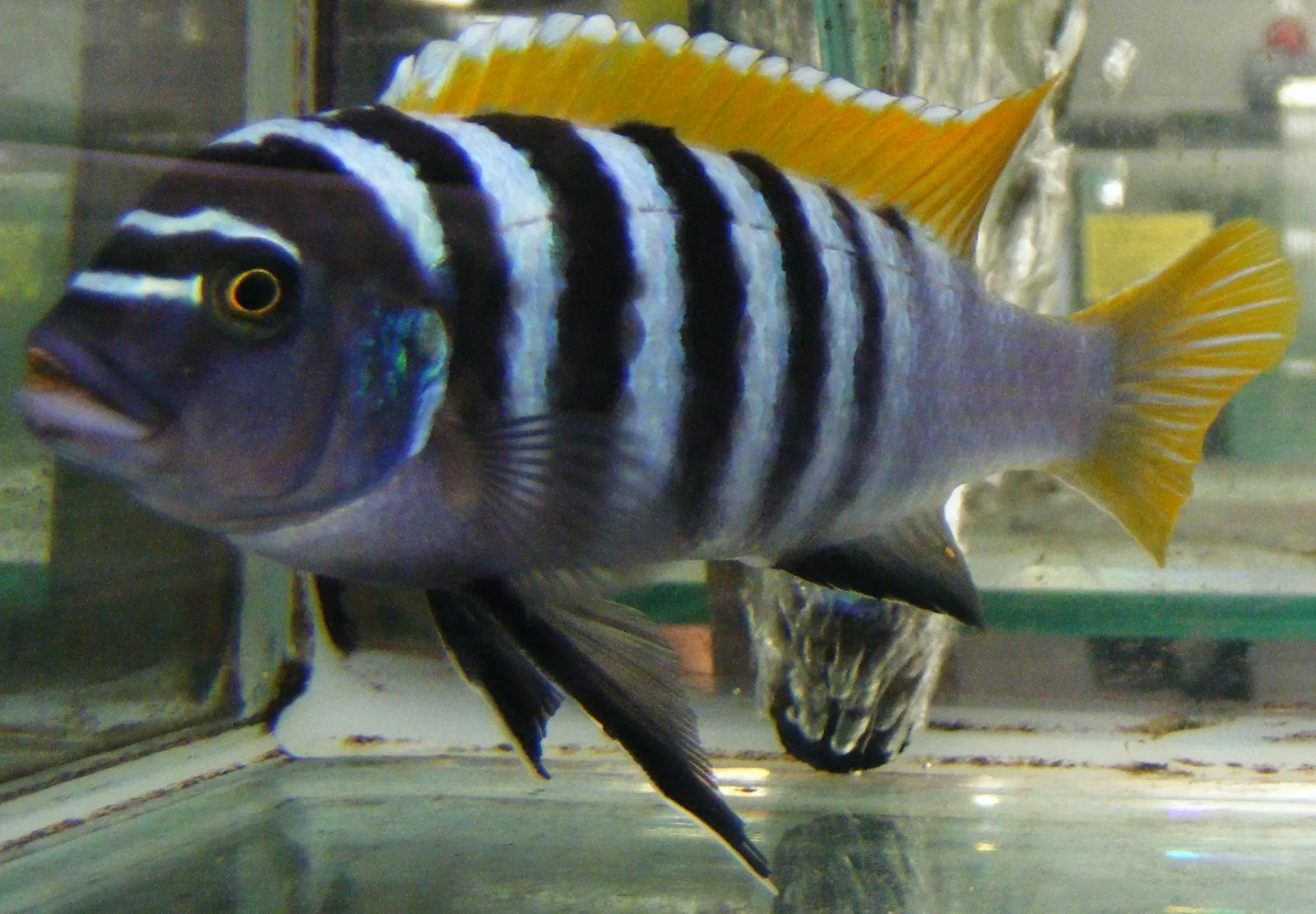 Red Top Zebra (Maylandia emmiltos)
