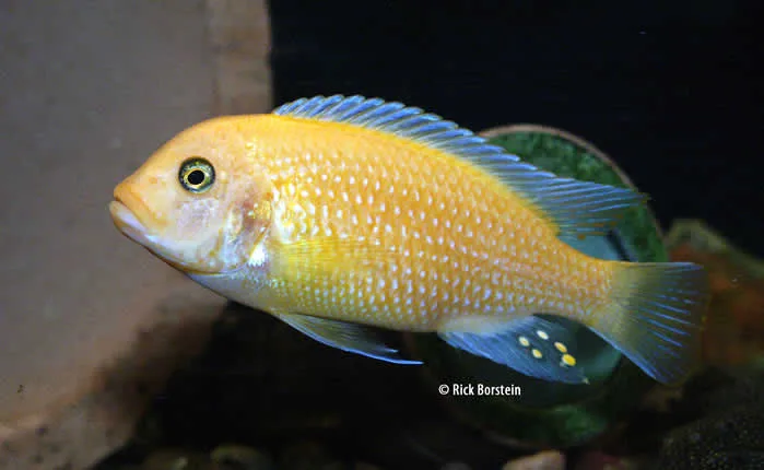 Metriaclima estherae
