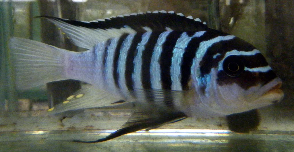 Maison Reef zebra (Maylandia fainzilberi)