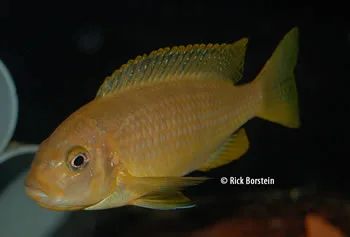 Metriaclima flavifemena Female