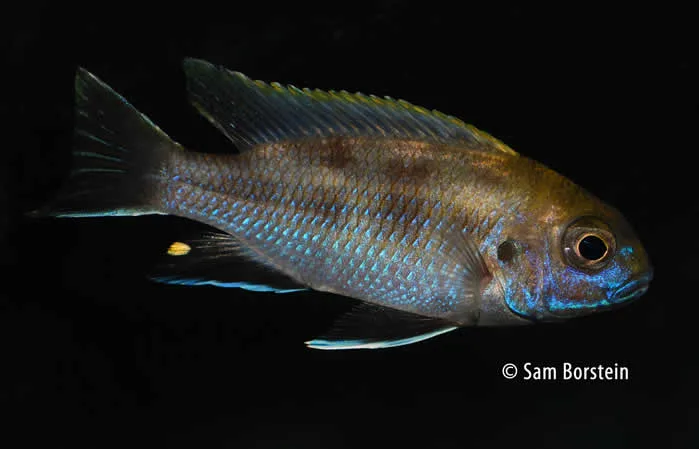 Pseudotropheus livingstonii Male