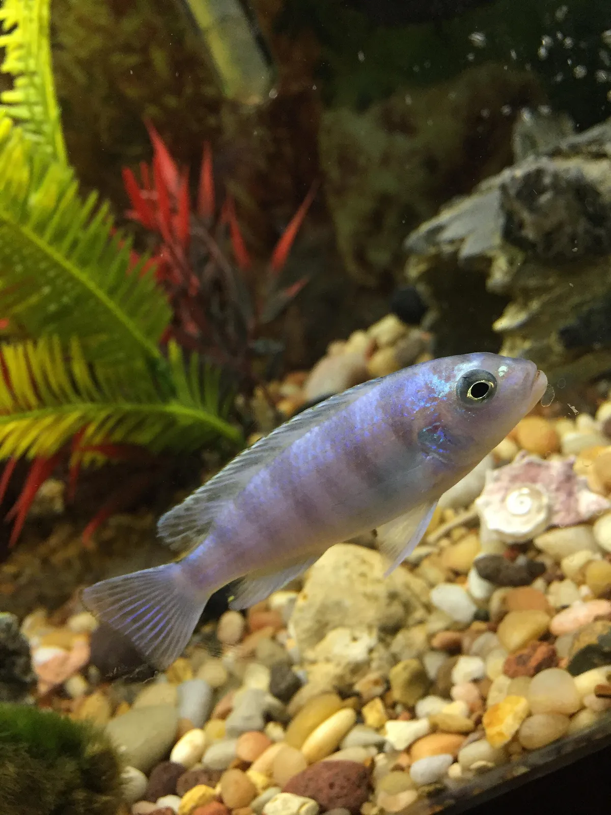 Kenyi (Maylandia lombardoi)