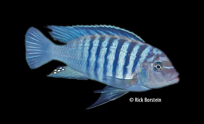 Metriaclima phaeos Male