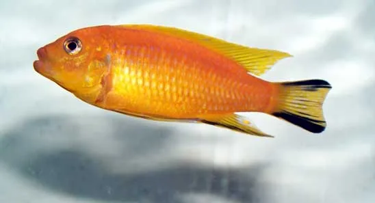 Metriaclima daktari Male