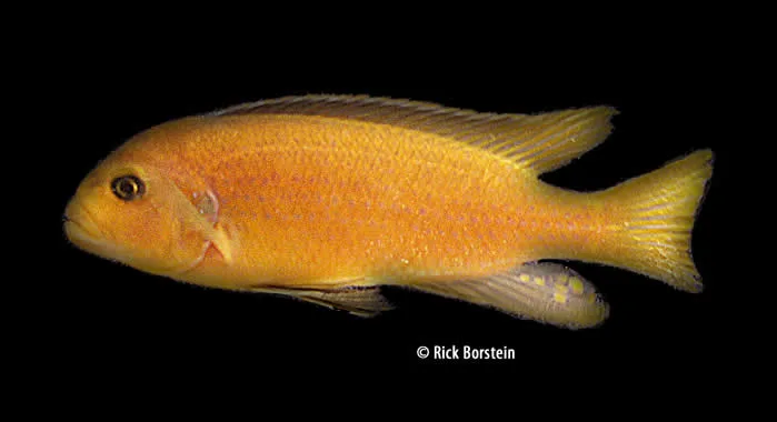 Metriaclima sp “kingsizei lupingu”