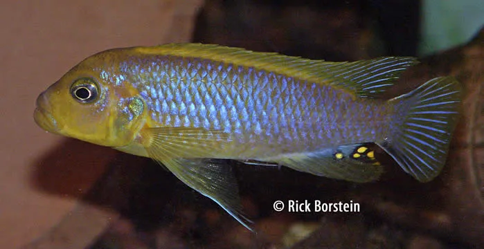 Metriaclima sp.