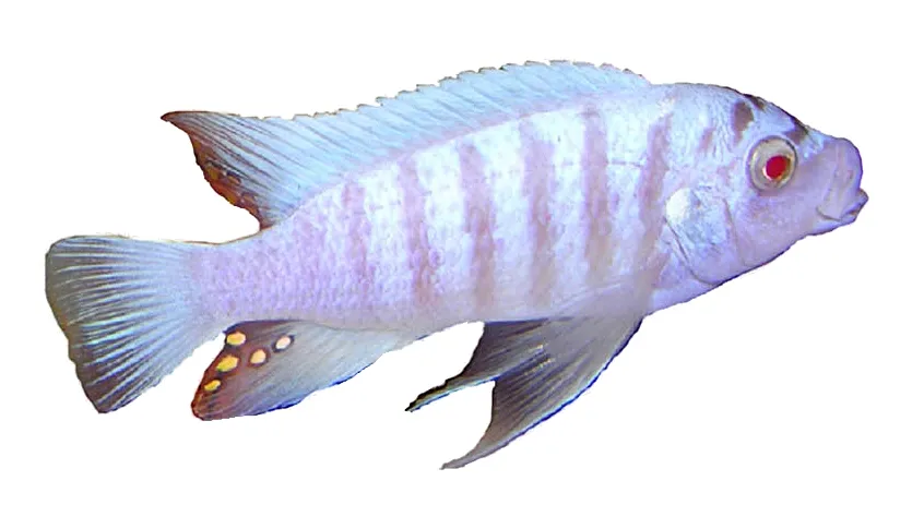 Zebra mbuna (Maylandia zebra)