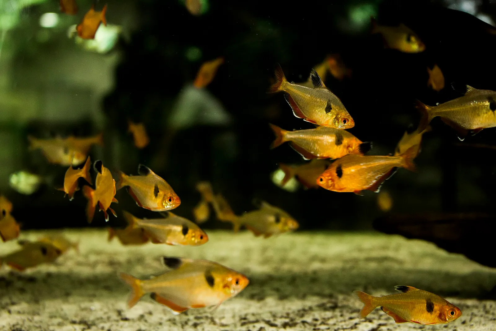 Serpae Tetra (Megalamphodus eques)